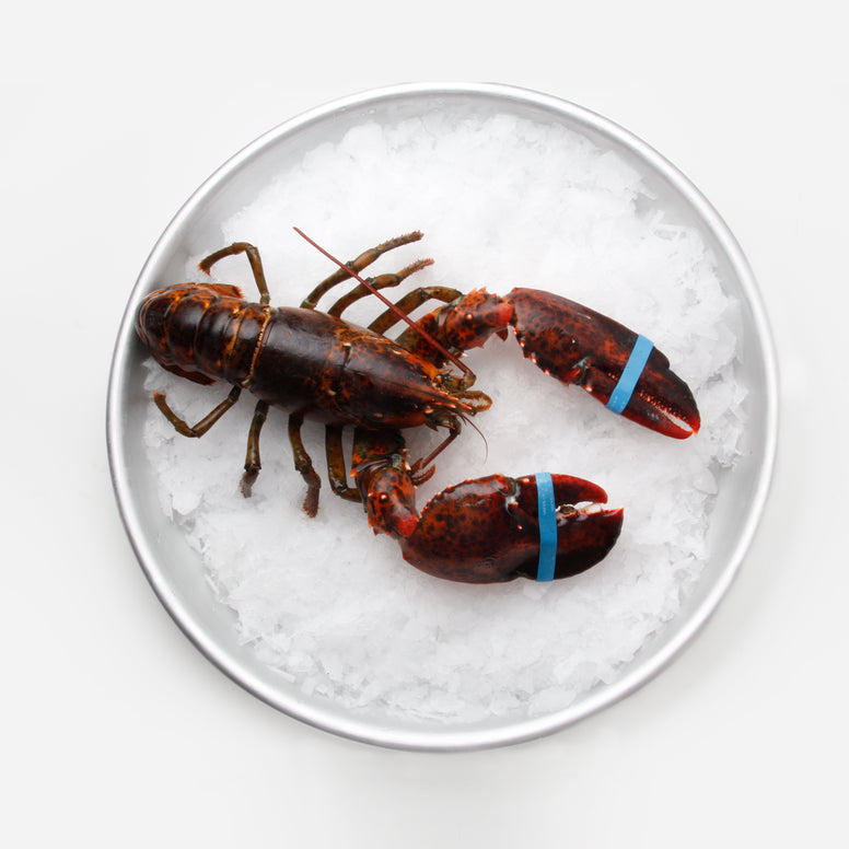 Lobster