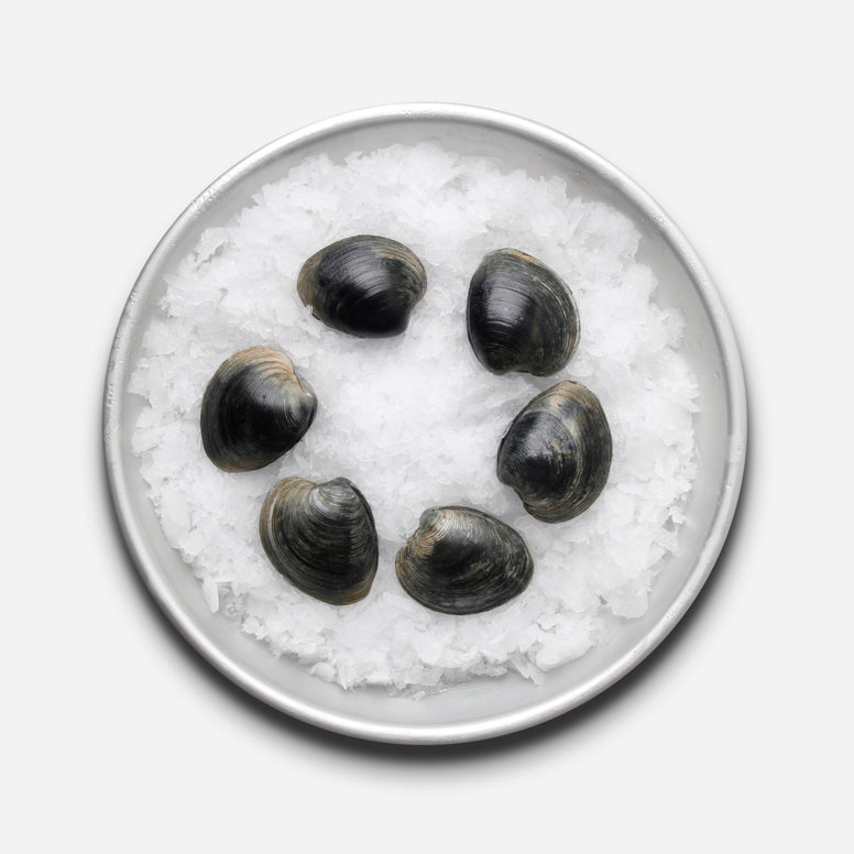 Clams